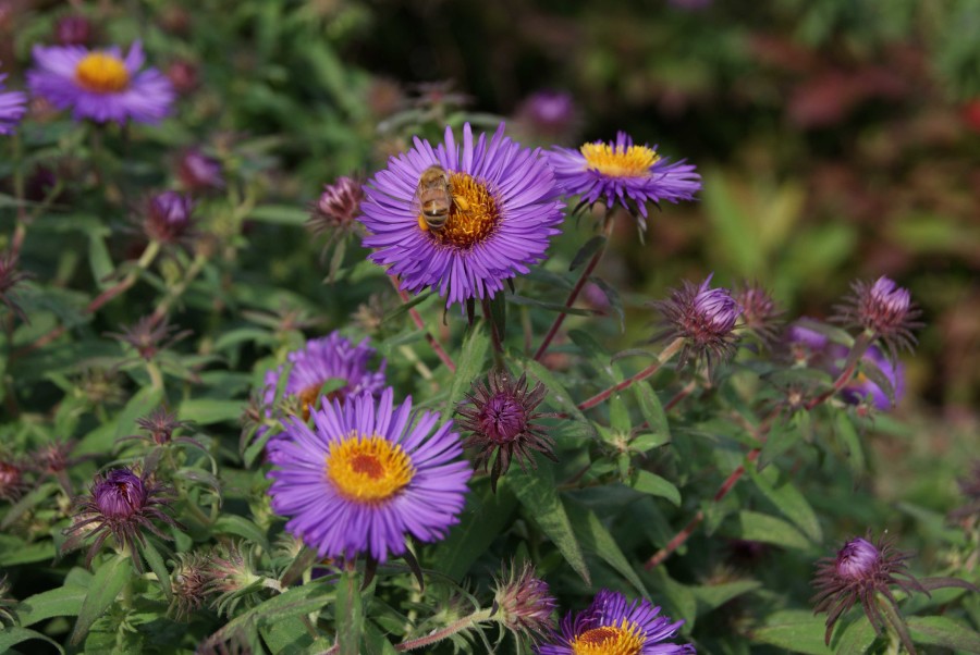 Symphyotrichum novae-angliae 'Purple Dome'