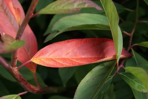 Itea virginica 'Henry's Garnet'