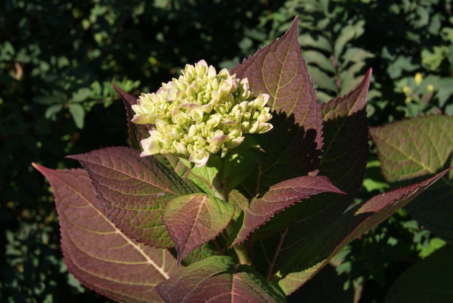 north end hydrangea