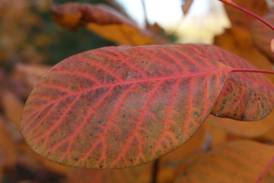 SONY DSC