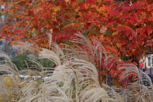 maple and grasses