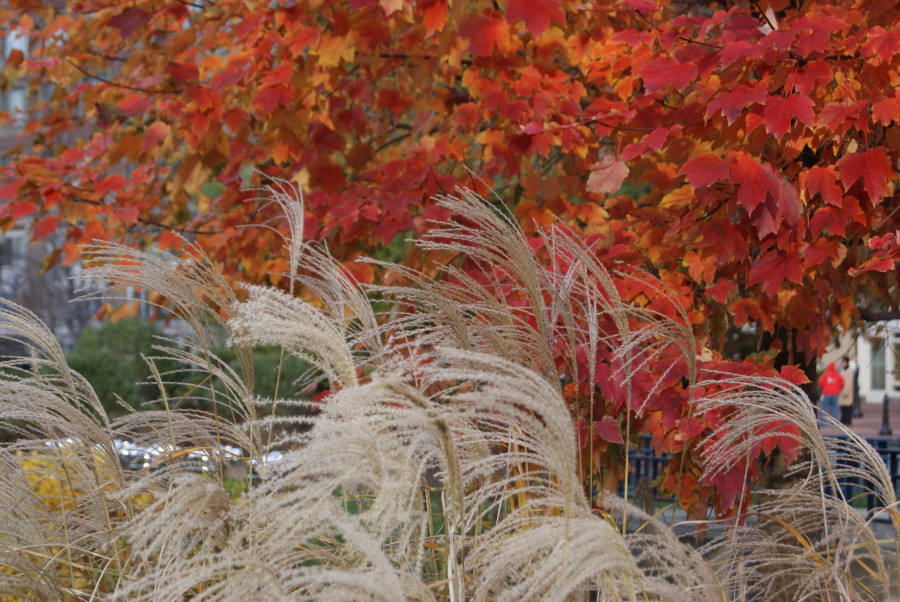 maple and grasses