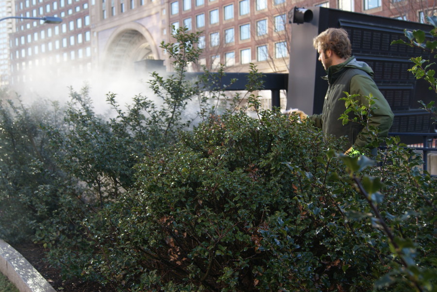 Eric saturates the Ilex with antidessicant spray.