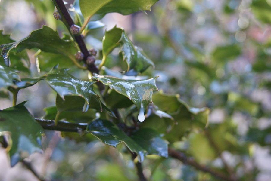 Holly leaf  (Ilex x messervae 'Blue Princess) covered with anti-dessicant mix.