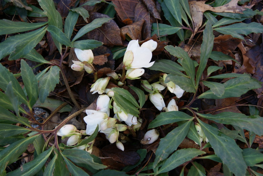 Helleborus niger 'HGC Jacob'