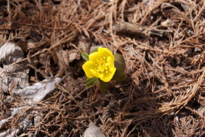 Eranthis hyemalis, a woodland corm.