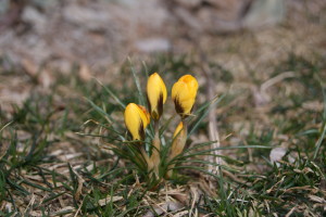 Crocus vernus in the lawn