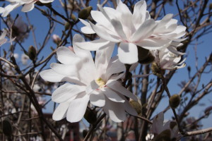 Magnolia stellata