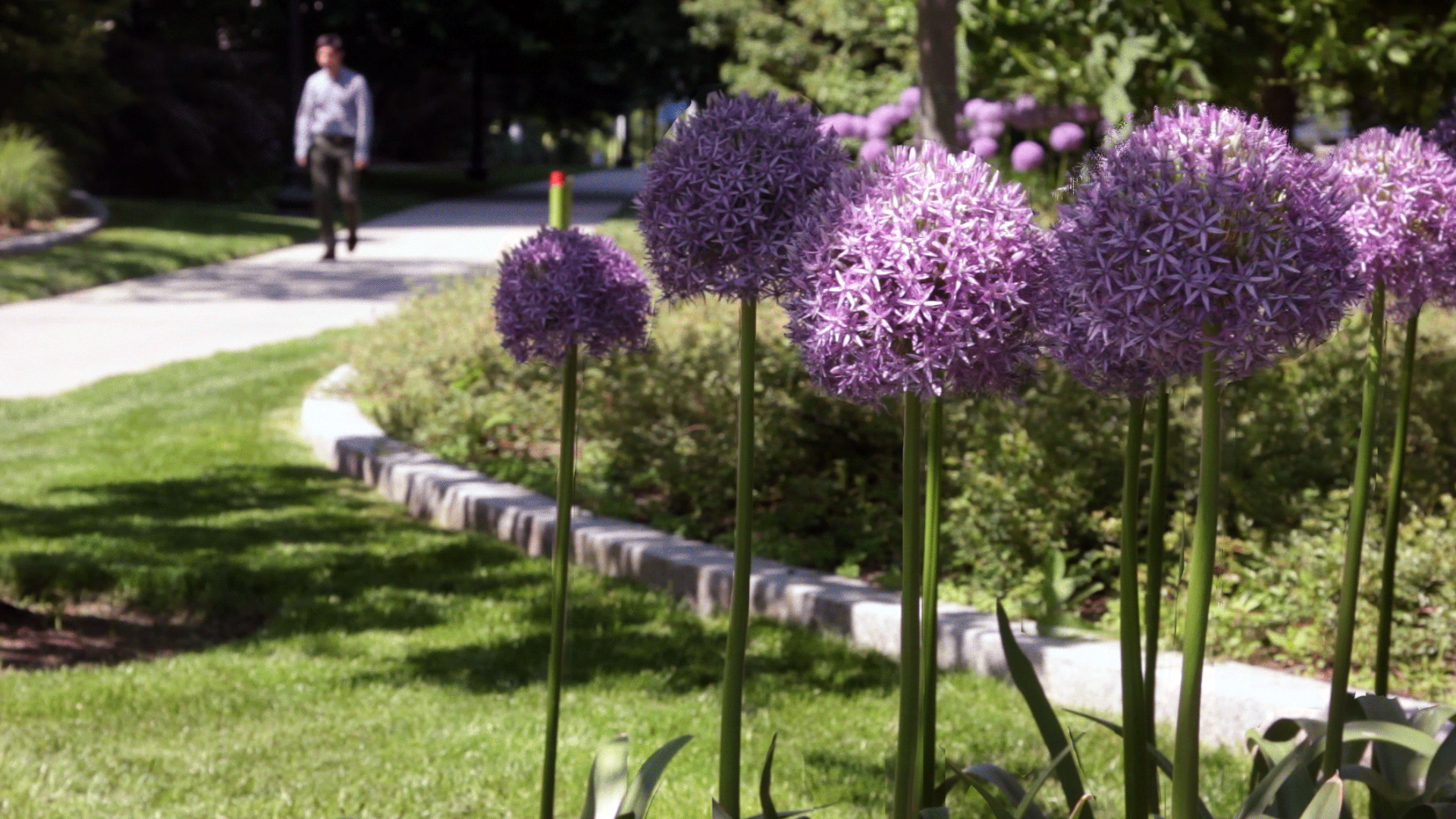 Alliums in the Urban Arboretum