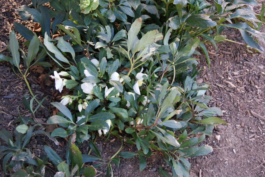 Helleborous niger leaves and flowers