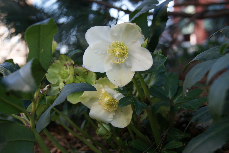 Helleborus niger 