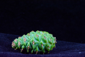 Juvenile cone from Tanyosho Pine