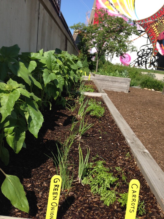 Greenway Raised Edible Garden - Dewey Square Park