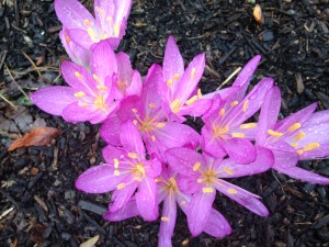 Colchicum dc