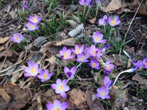 Crocus t. Barr's Purple P19