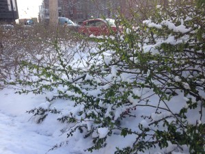 quince with snow 4.5.16