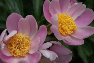 SONY DSC