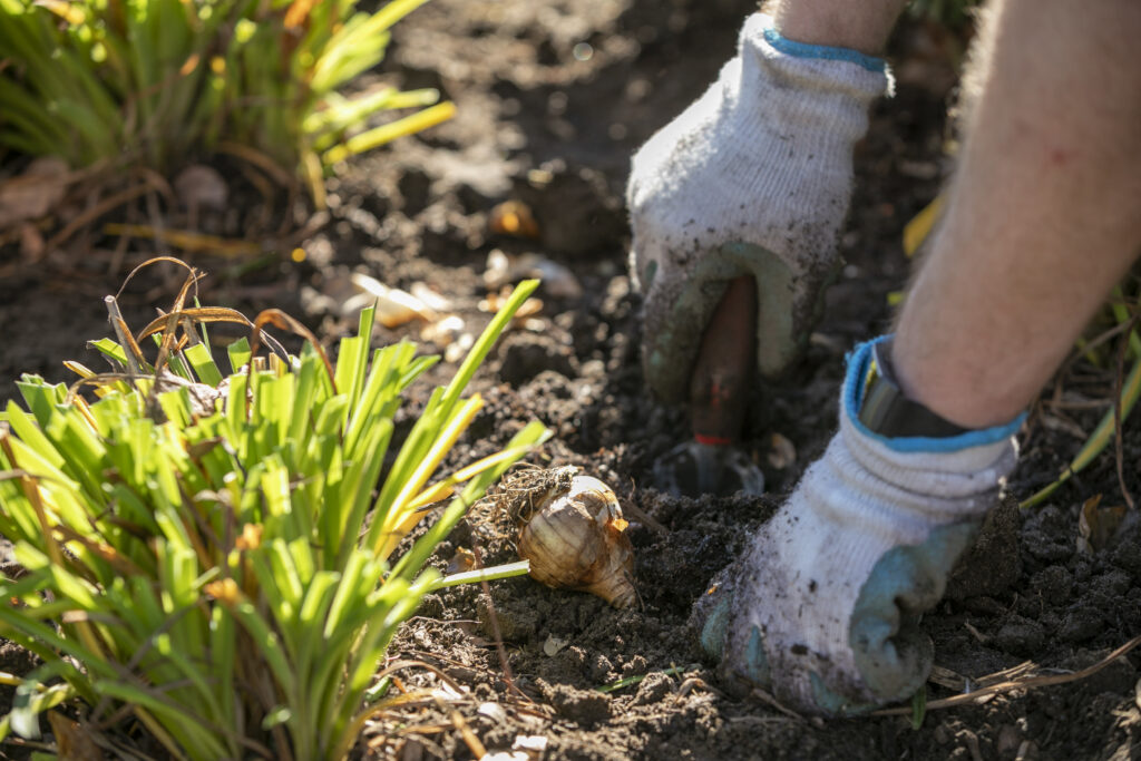 A backlit image showing a volunteer gardener's gloved hands as they place a flower bulb in the soil. 