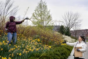 Two Greenway horticulture volunteers work in a tulip patch in downtown Boston during early-spring pruning. 
