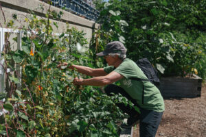 A Greenway volunteer leans over a raised bed to reach a trellis while helping to manage public park greenery. 
