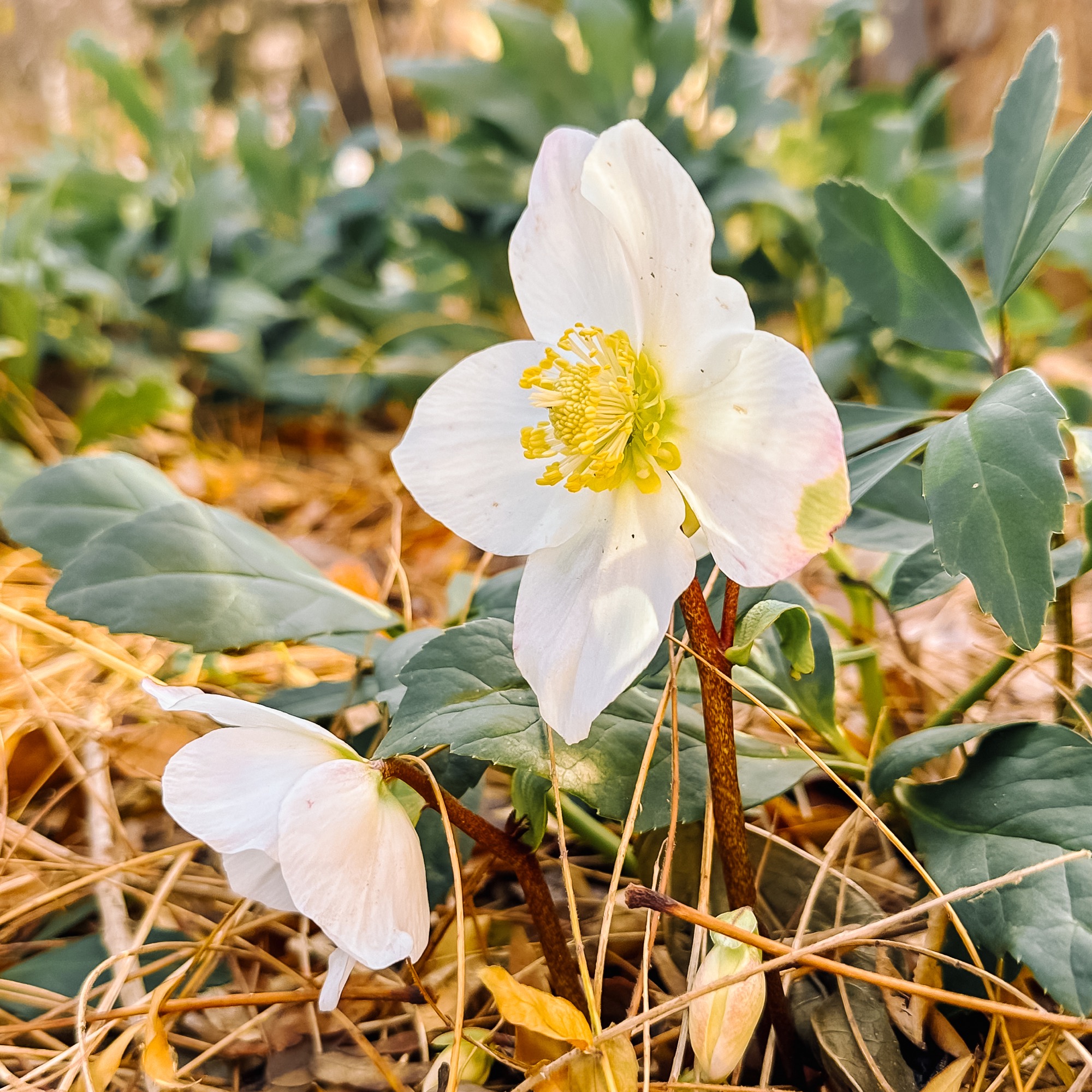 TheGreenway_Hellebore_2024_Swa