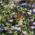 Butterfly Monitoring Program Training
