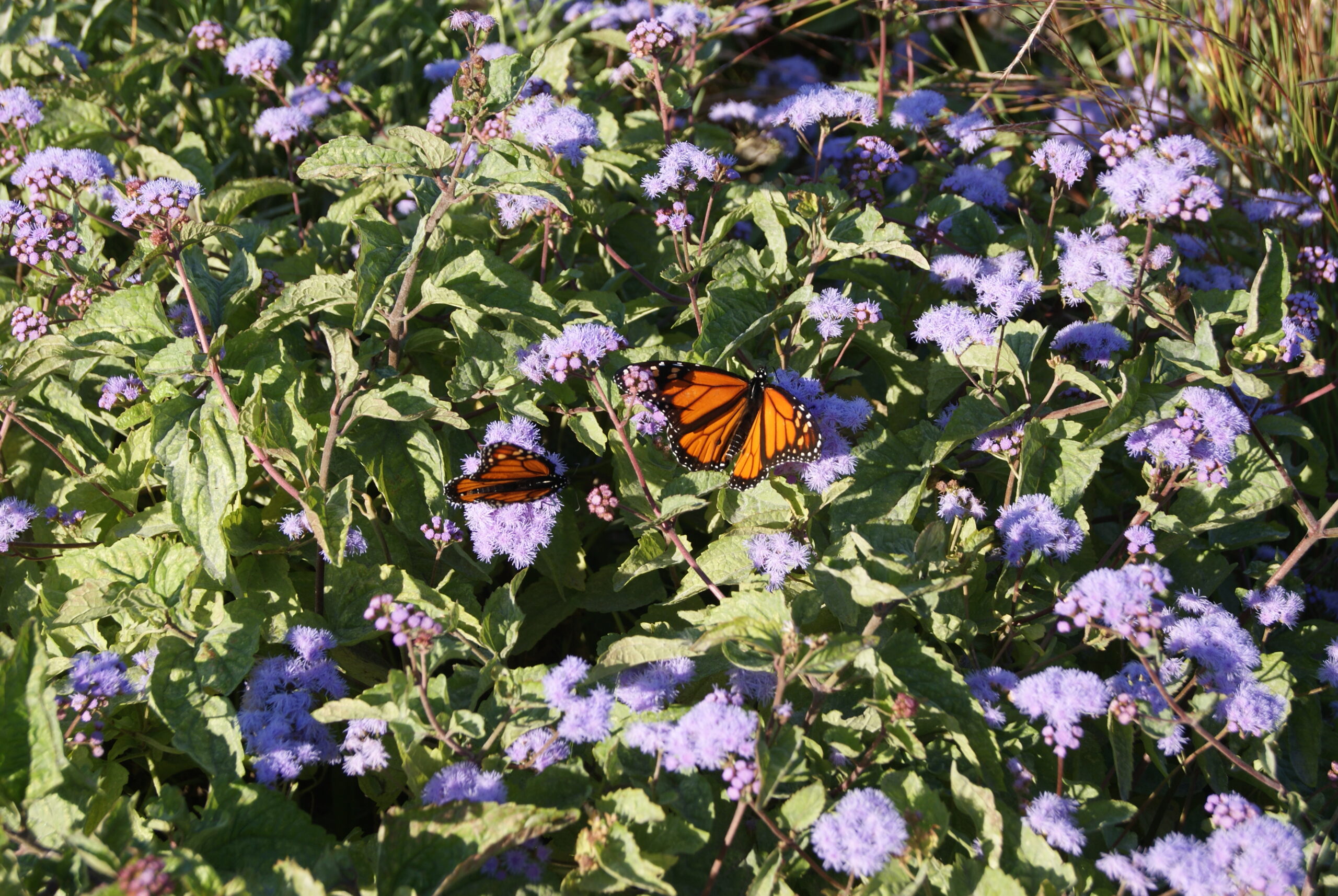 Butterfly Monitoring Program Training