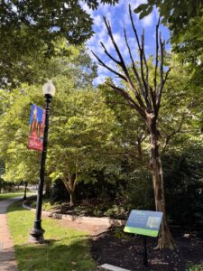 The Greenway Snag: How a “Dead” Tree Brings Life to the Park - The Rose