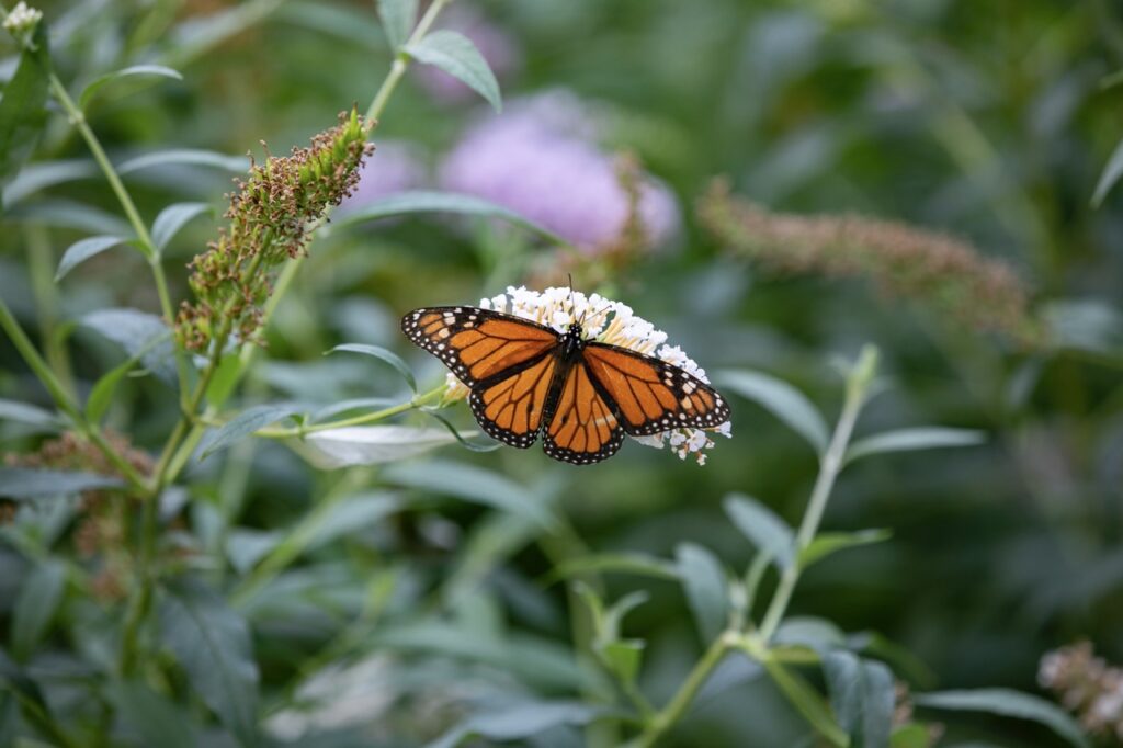 An orange and black monarch butterfly sits on a white flower. Green plants and flowers are visible in the background.