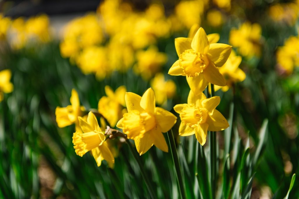 Four yellow daffodils are in focus against a blurred background of yellow and green. 