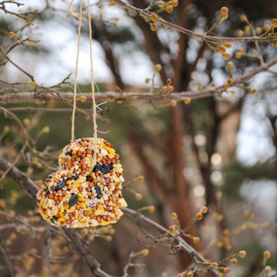 01292025-Pruning+BirdFeeder-10
