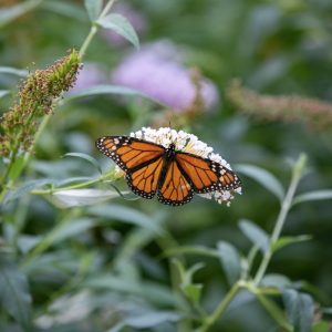 An orange and black monarch butterfly sits on a white flower. Green plants and flowers are visible in the background.