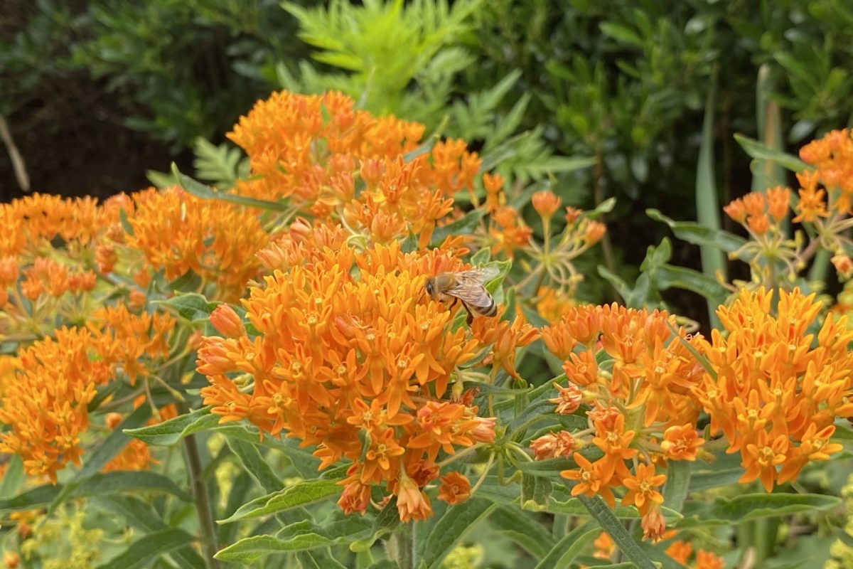 Milkweed Plant