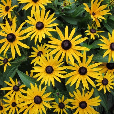 Rudebekia