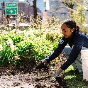 Volunteer kneeling down next to a garden, pulling weeds. A white bucket sits next to her, and white flowers are seen in the garden bed behind her.