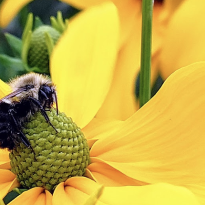 bee
