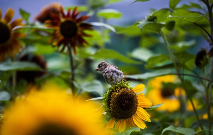 Photo credit: Lee-Daniel Tran