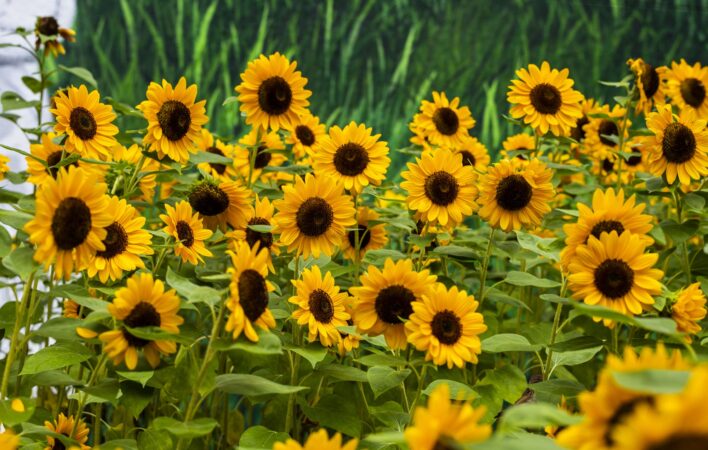 Photo credit: Lee-Daniel Tran