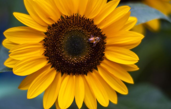 Photo credit: Lee-Daniel Tran