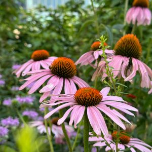 echinacea cone flower 2